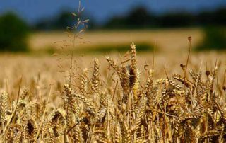 Farming Bigger Losses for Taxpayers
