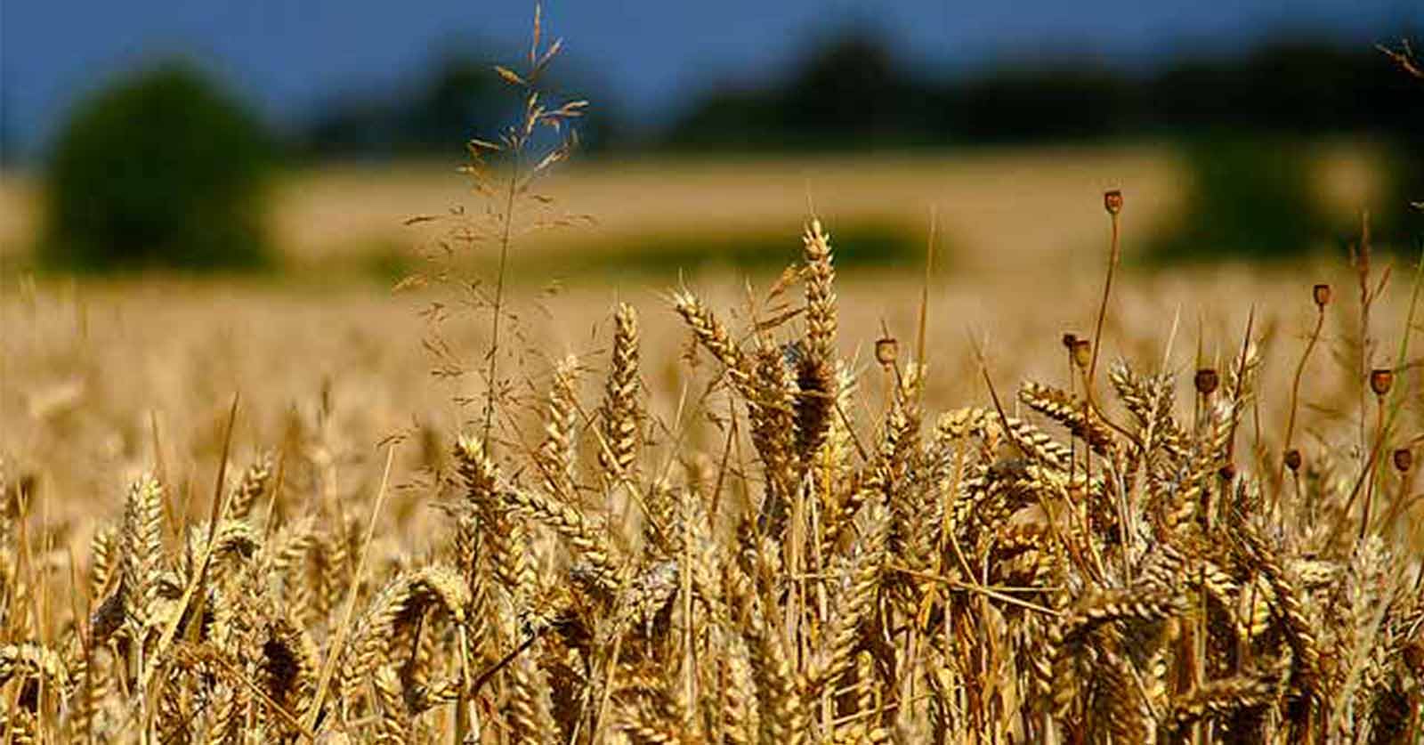 Farming Bigger Losses for Taxpayers