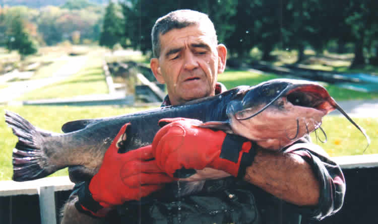 Coalition Letter: Cutting Duplicative Catfish Program Is Still Crucial