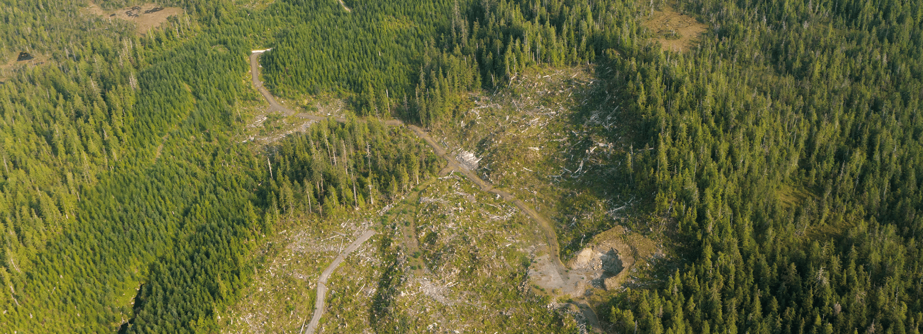 Cutting the Tongass Timber Plan Down to Size