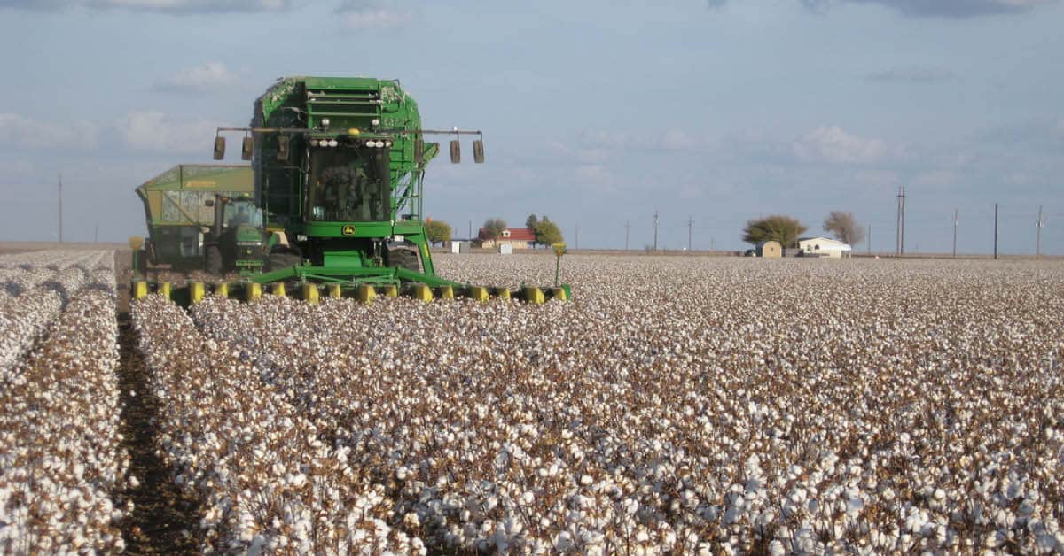 No Cotton Industry Bailout in CR
