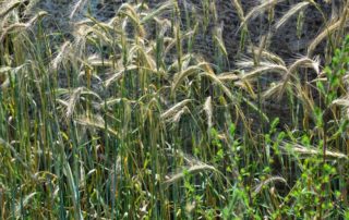 Agricultural Conservation: A Farmer’s Risk Management Tool