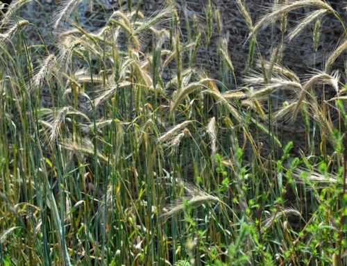 Rolling Analysis, President's FY22 BudgetNo Cuts to Conservation in USDA Budget     On targeted investments, budget scratches surface but long road ahead 