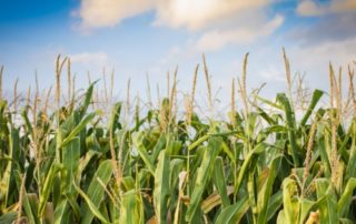 Biomass Crop Assistance Program Fact Sheet