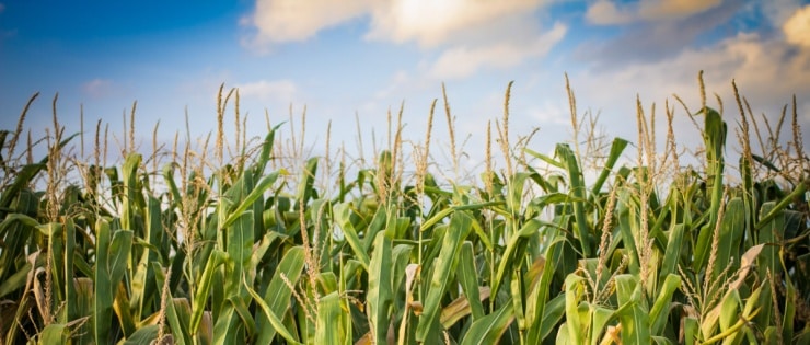 Biomass Crop Assistance Program Fact Sheet