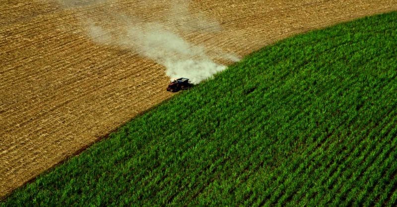harvester harvesting corn
