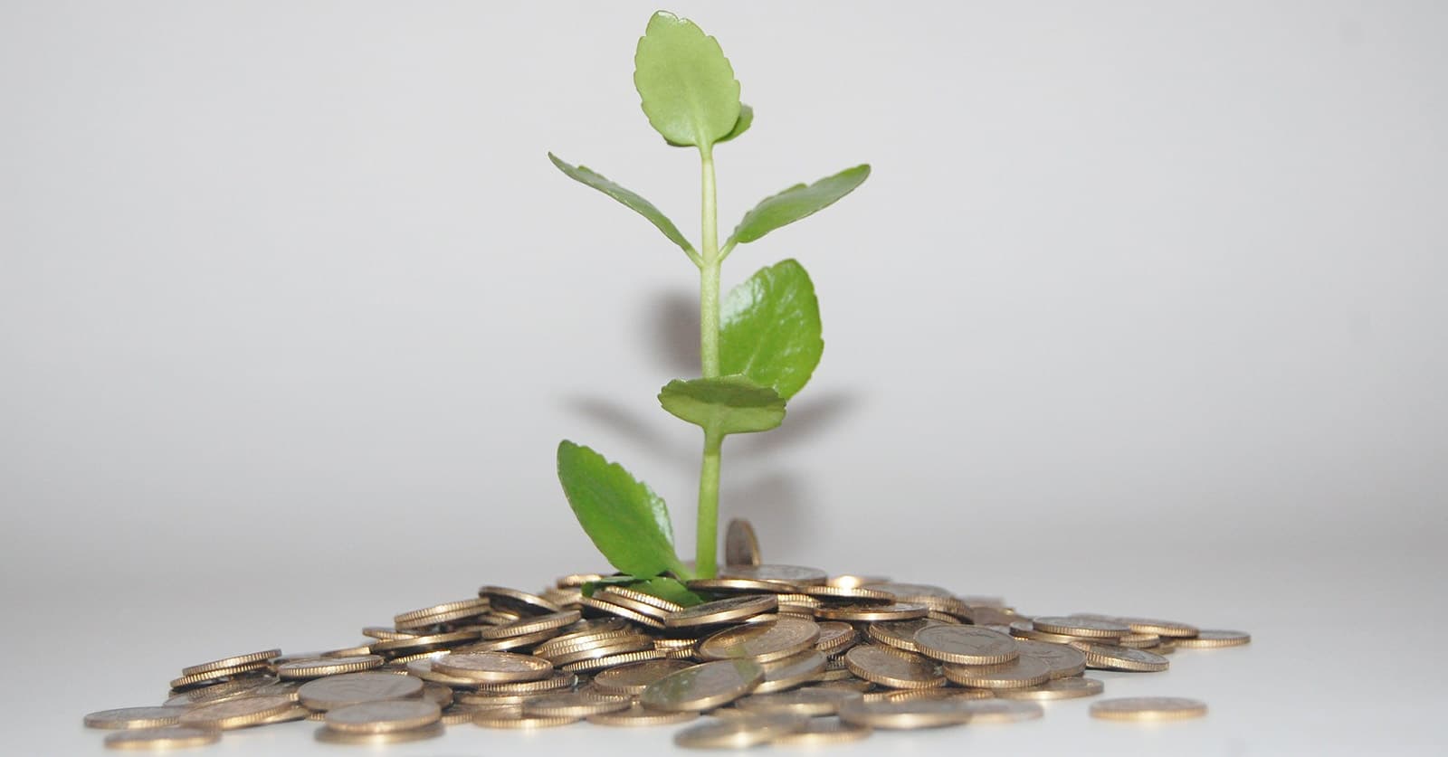 plant growing out of a pile of coins