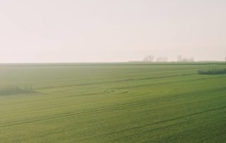 green field