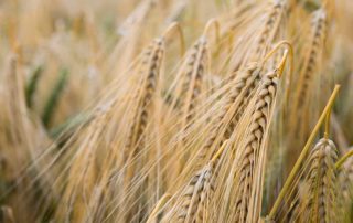 wheat