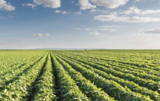 soy field