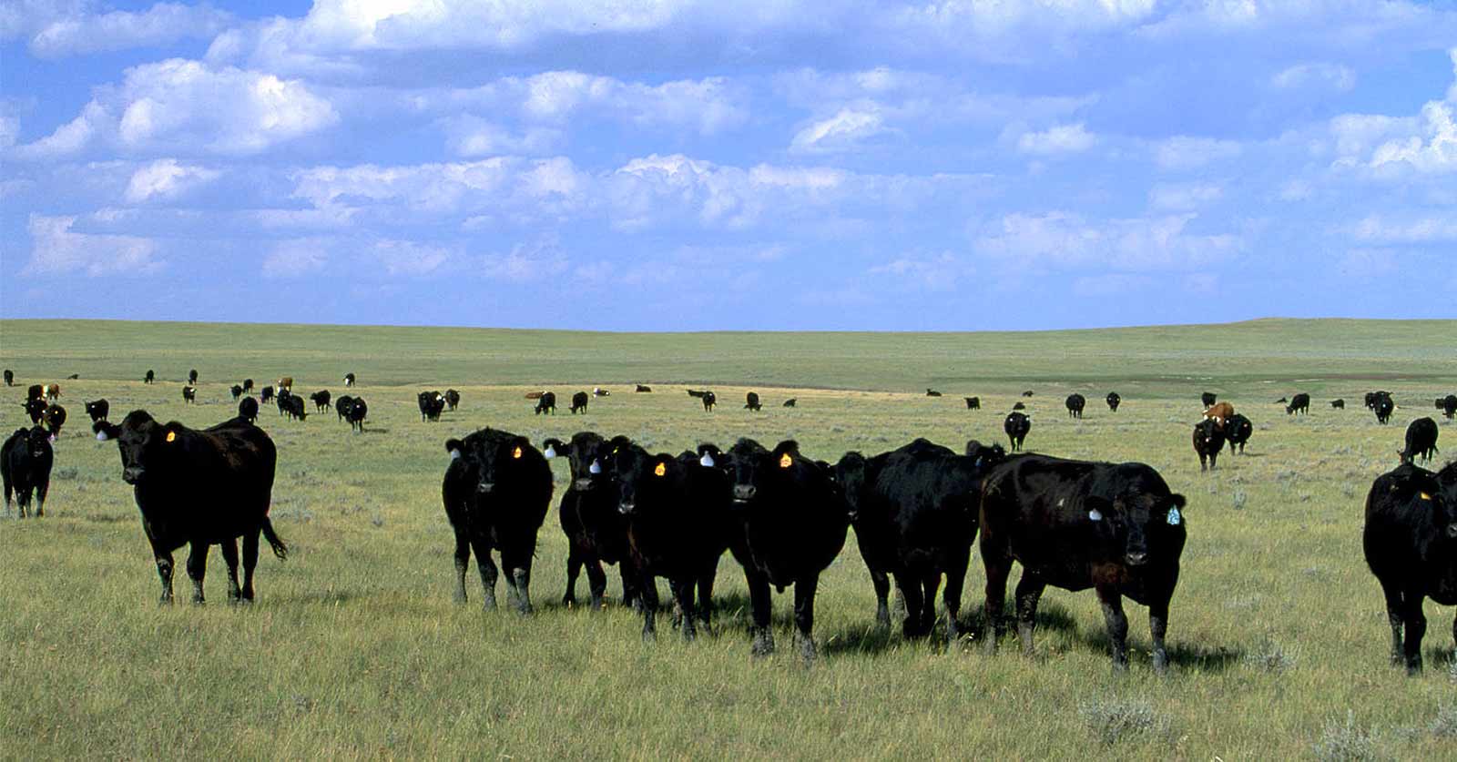 grazing cattle