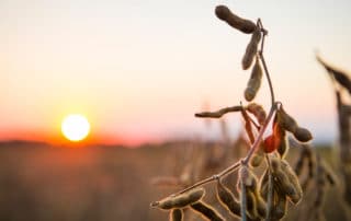 soybean plant at sunset