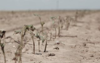 photo of wilted crops in barren soil