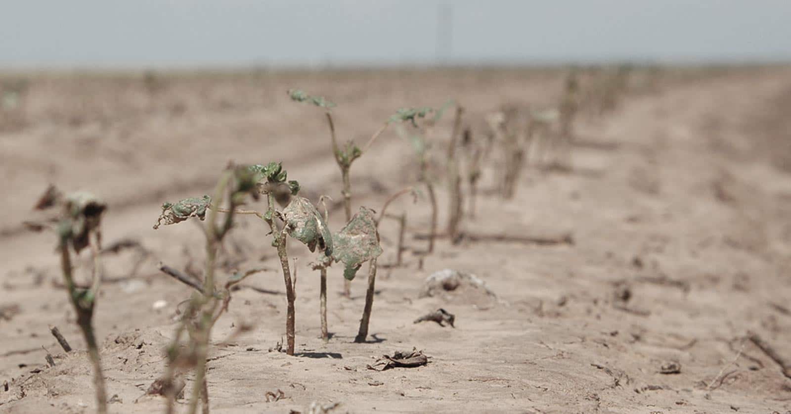 photo of wilted crops in barren soil