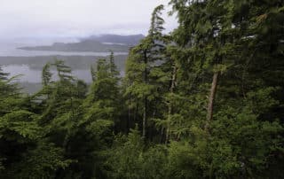TongasNF