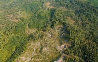 Tongass clearcut