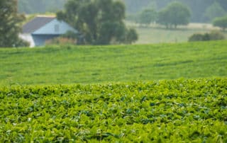 A sprawling soybean field.