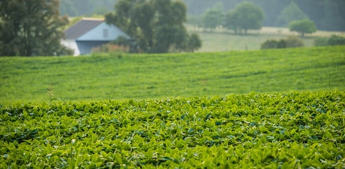 A sprawling soybean field.