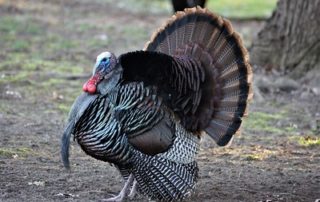turkey via chumlee10 on flickr small