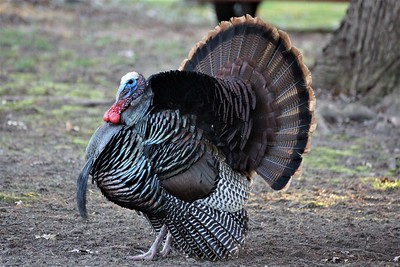 turkey via chumlee10 on flickr small