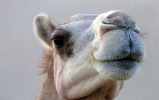 cia uae camel