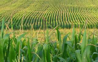 corn1