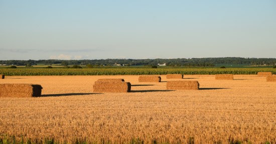 Agriculture at TCS