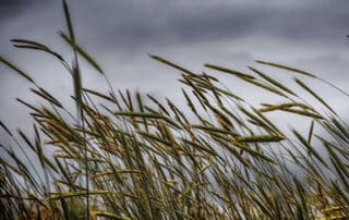 Winter Wheat small