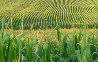 Corn large