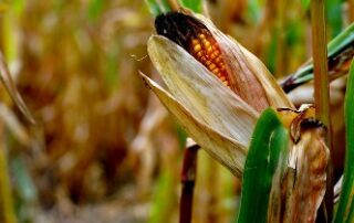 corn stalk large e1631651331619