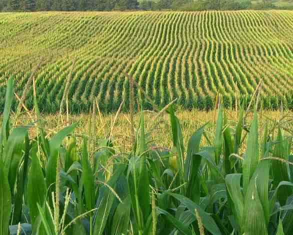 corn field