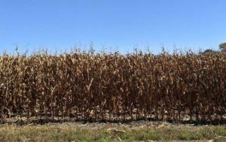 corn field raymond 6