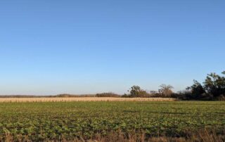 cover crop corn field 3