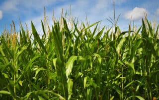 Photo of corn field with blue cloudy sky in the foreground