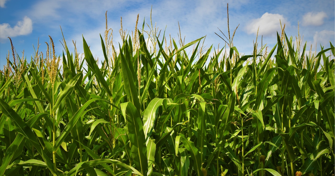 Photo of corn field with blue cloudy sky in the foreground