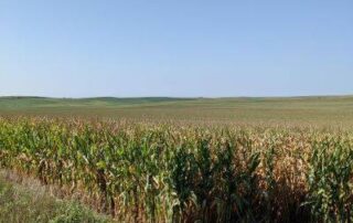 corn foreground small