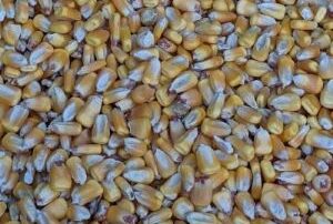 corn kernels 6