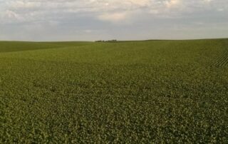 soybean field 2