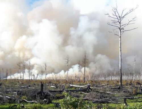 Letter to Senate Ag Committee on Fix Our Forests Act