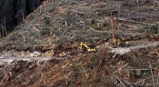 logging near Mud Bay Tongass National Forest Hoonah Ranger district ca. 1993 Jim Mackovjak 4