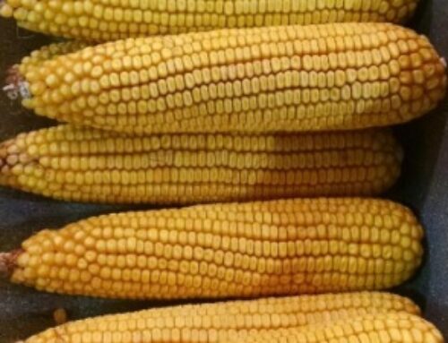 E15: 15 Percent Ethanol Fact Sheet