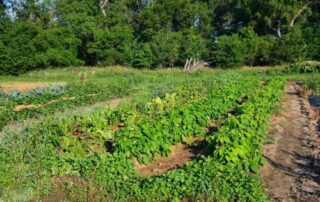 vegetables2