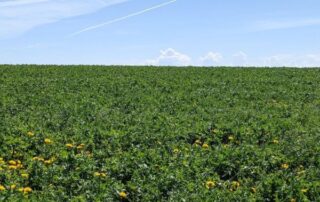 alfalfa field 3