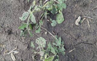crop damage soybean field 5