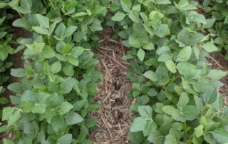 bean field small
