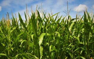 corn fields blue sky