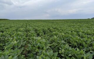 green bean field with blue sky above