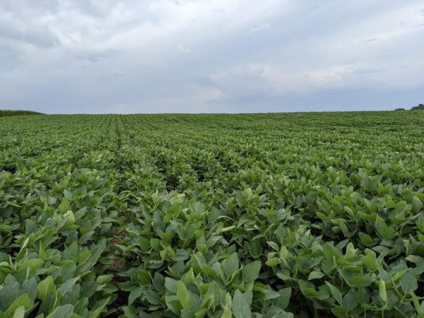 green bean field with blue sky above