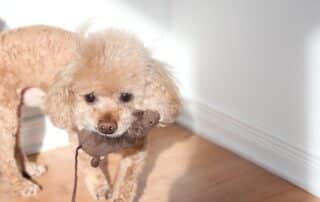 dog mouse