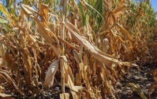 drought corn 2022 4